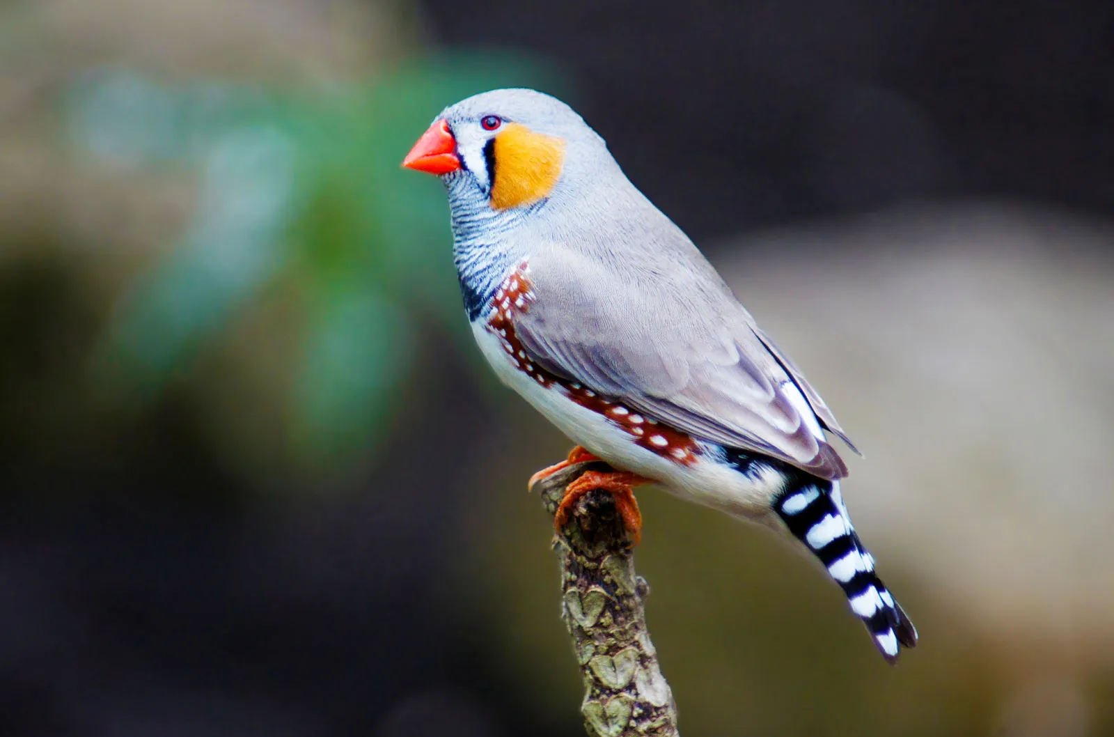 birdi